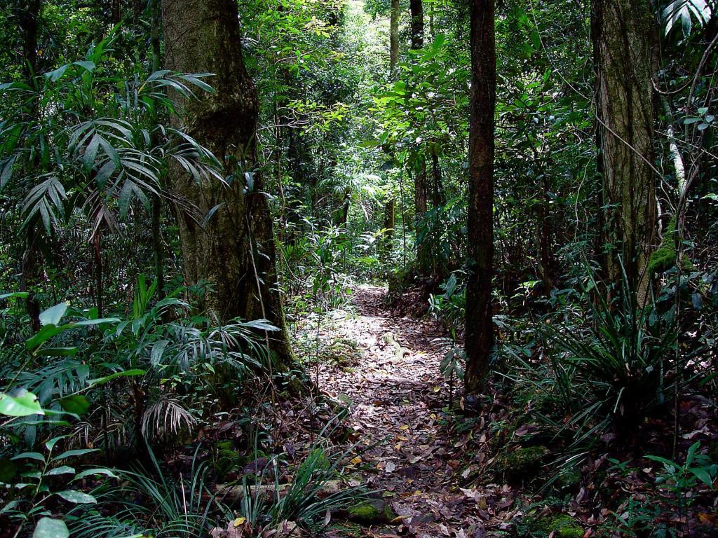 فيلا Springbrook Lyrebird Retreat المظهر الخارجي الصورة
