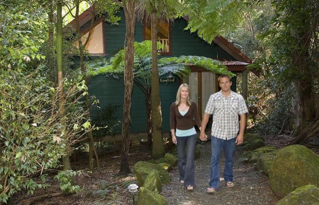 فيلا Springbrook Lyrebird Retreat المظهر الخارجي الصورة